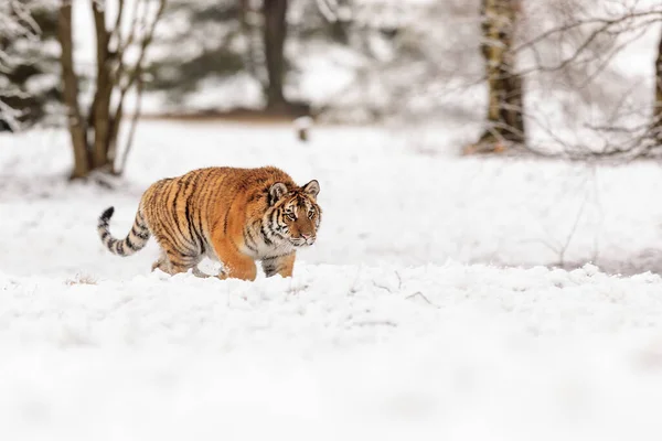 Sibirischer Tiger Panthera Tigris Tigris Verschneiten Wald — Stockfoto