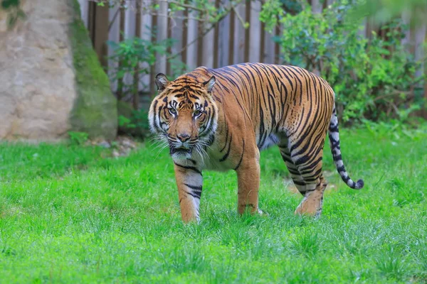 Portrait Adult Tiger Zoo Daytime — Stockfoto