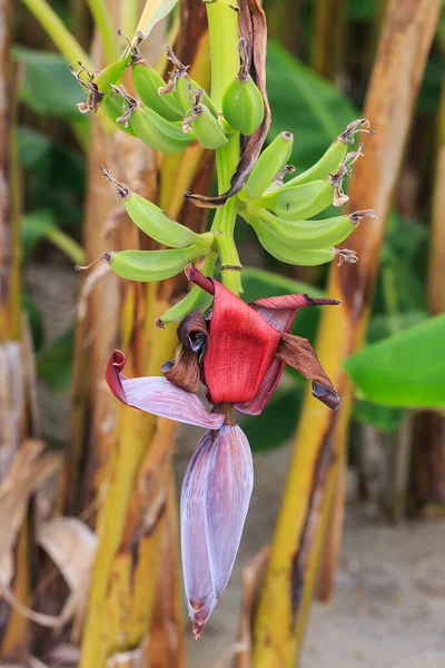 Bananenboom Tuin — Stockfoto