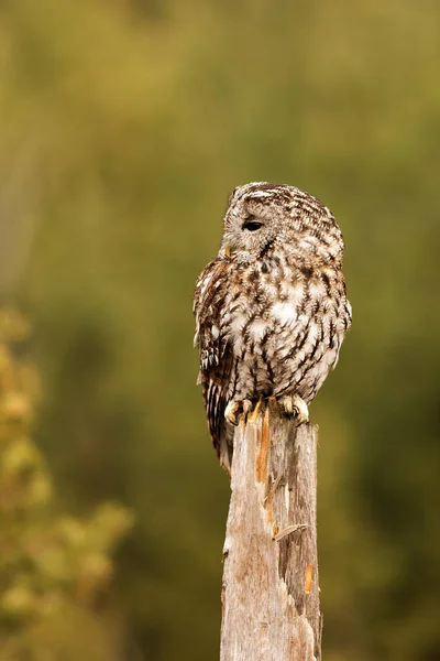 Tawny Owl Strix Aluco ぼやけた背景を持つ肖像画 — ストック写真