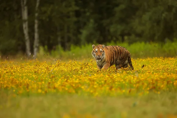Siberian Tiger Resting Meadow Full Yellow Flowers Tundra — Stock Photo, Image