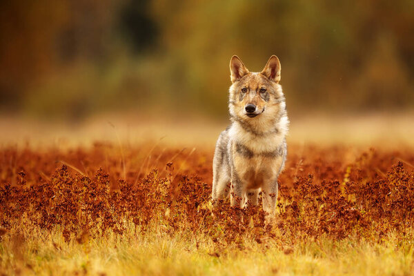 Eurasian wolf with background of autumnal forest