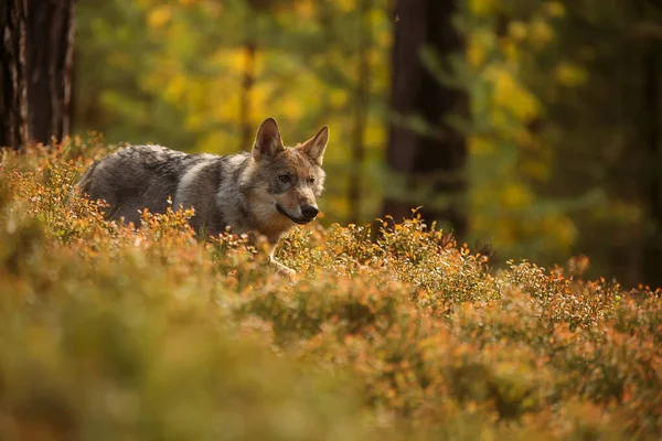 Lobo Eurasiano Com Fundo Floresta Outonal — Fotografia de Stock