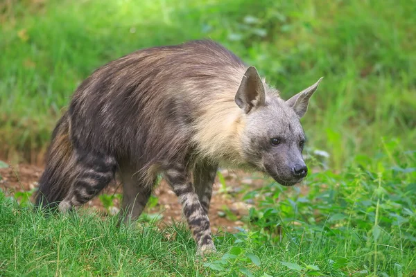 Bruin Hyena Portret Bij Wilde Natuur Overdag — Stockfoto