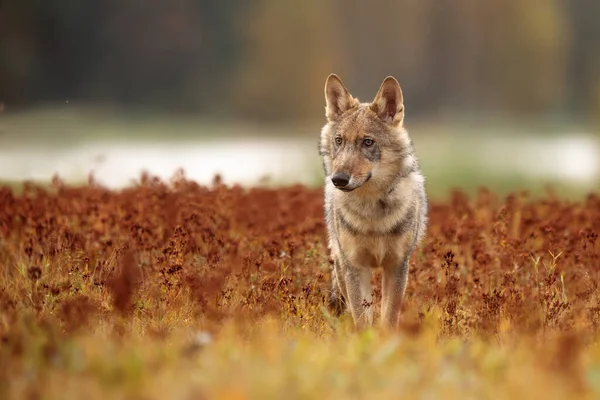 Euraziatische Wolf Met Achtergrond Van Herfstbos — Stockfoto