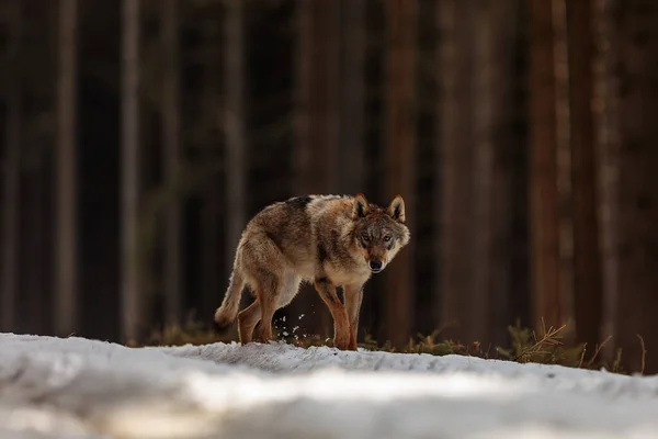 Lobo Cinzento Canis Lupus Retrato Floresta Inverno Durante Dia — Fotografia de Stock