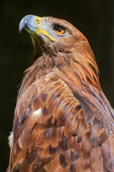 Golden Eagle Closeup Shot Blurred Background — Stock Photo, Image