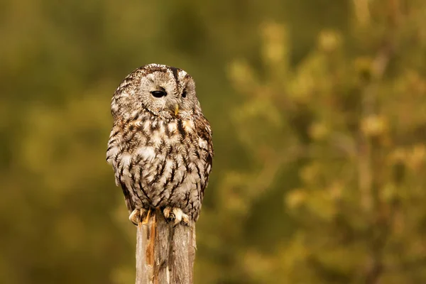Tawny Owl Strix Aluco Retrato Con Fondo Borroso — Foto de Stock
