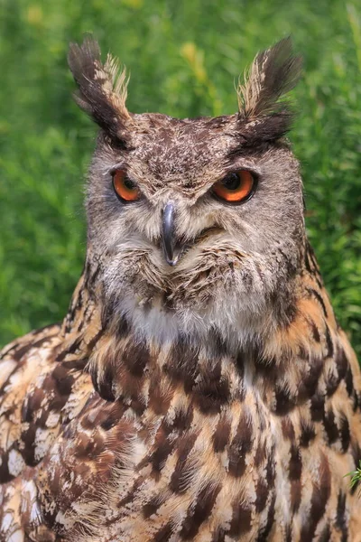 Eurasian Eagle Owl Portrait Daytime Shot Wild Nature — Stock Photo, Image