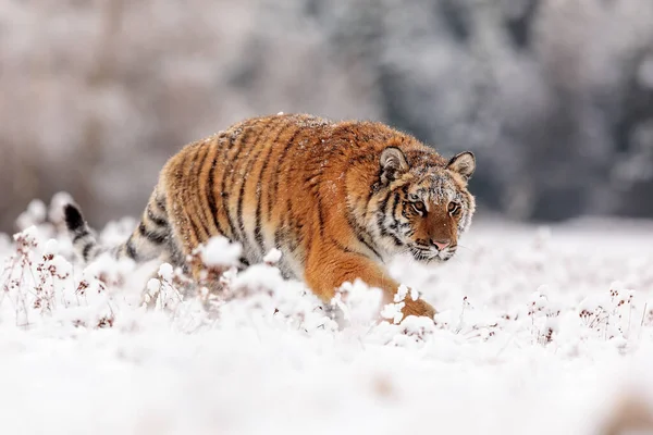 Tigre Siberiano Tigris Tigris Panthera Floresta Nevada — Fotografia de Stock