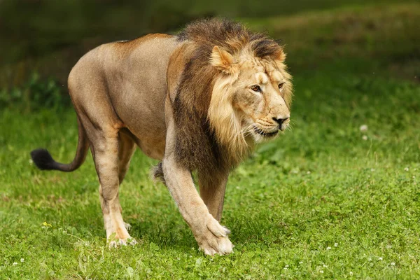 只有印度狮子在寻找猎物 — 图库照片