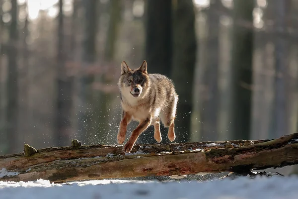 Γκρι Λύκος Canis Lupus Πορτρέτο Στο Δάσος Χειμώνα Την Ημέρα — Φωτογραφία Αρχείου