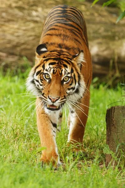Porträtt Vuxen Tiger Djurpark Dagtid — Stockfoto