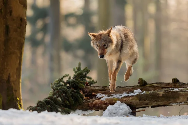 Lobo Gris Canis Lupus Retrato Bosque Invierno Durante Día —  Fotos de Stock