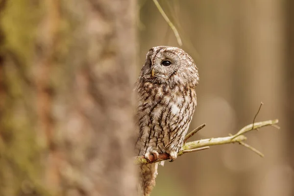Tawny Owl Strix Aluco ぼやけた背景を持つ肖像画 — ストック写真