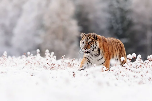 Σιβηρική Τίγρης Panthera Tigris Tigris Στο Χιονισμένο Δάσος — Φωτογραφία Αρχείου