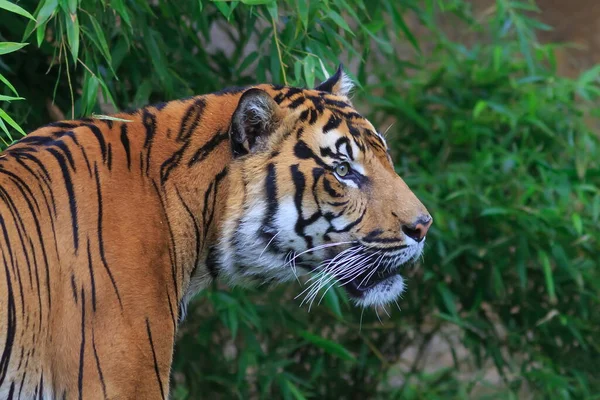 Portrét Dospělého Tygra Zoologické Zahradě Dne — Stock fotografie