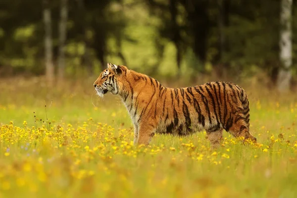 Siberian Tiger Resting Meadow Full Yellow Flowers Tundra — Stock Photo, Image