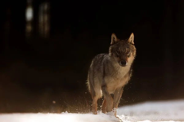 Lobo Gris Canis Lupus Retrato Bosque Invierno Durante Día —  Fotos de Stock