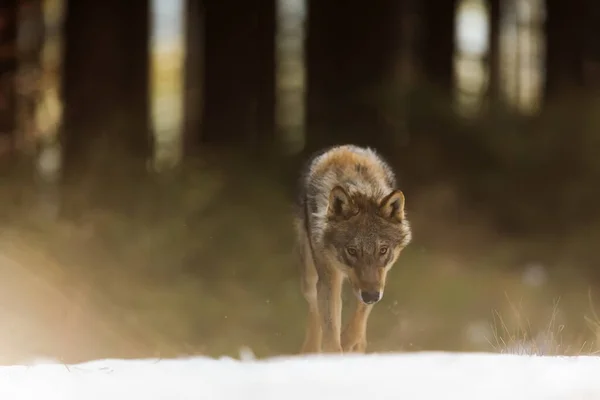 Szürke Farkas Canis Lupus Portré Téli Erdőben Nappal — Stock Fotó