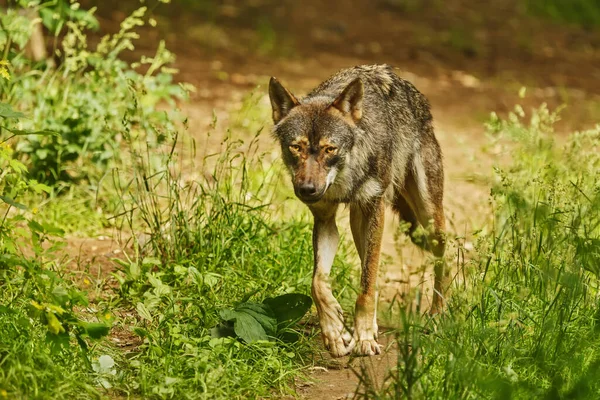 Eurasischer Wolf Mit Herbstlichem Waldhintergrund — Stockfoto