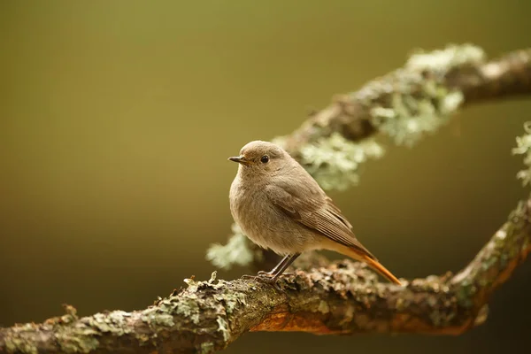Kleiner Vogel Sitzt Auf Ast — Stockfoto