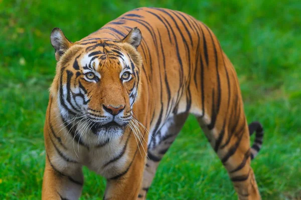 Porträtt Vuxen Tiger Djurpark Dagtid — Stockfoto