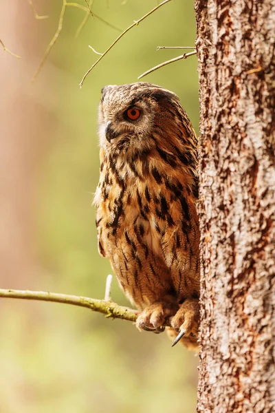 Owl Eagle Sitting Next Tree — Stock Photo, Image