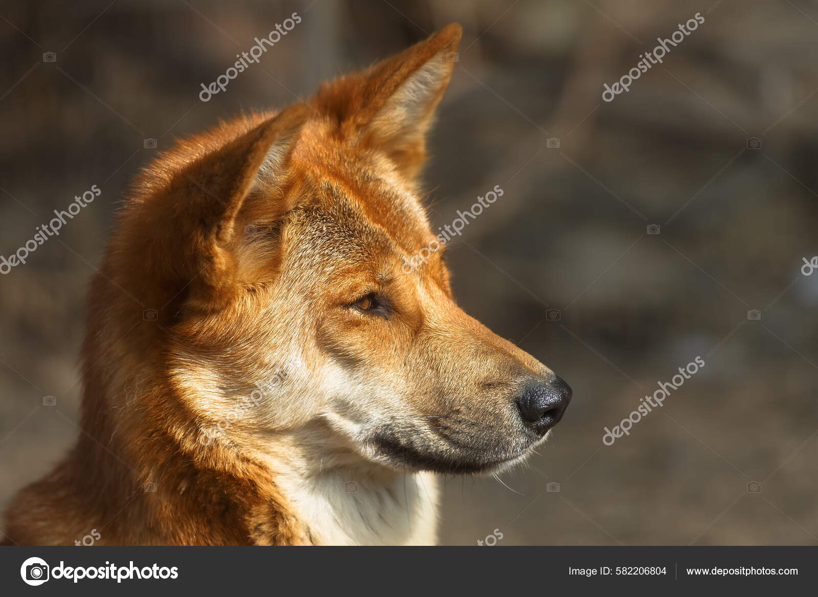 Dingo: você conhece o cão selvagem da Austrália?