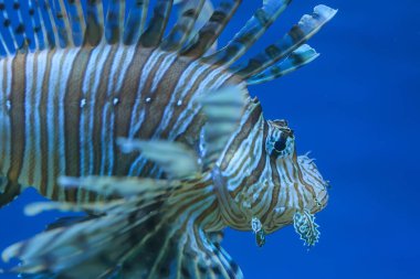 Kırmızı aslan balığı çok yakın.