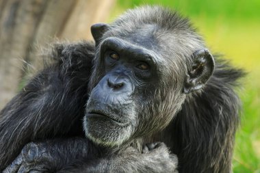 Gündüz vakti hayvanat bahçesinde yetişkin goril portresi 