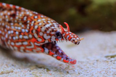 Leopar yılanbalığı ayrıntılı bir şekilde