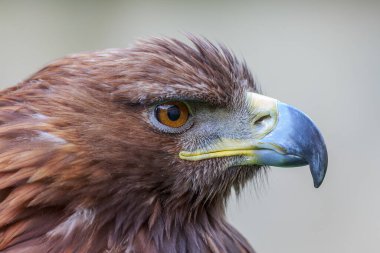 Yeşil geçmişi olan dişi altın kartal.