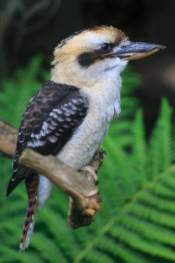 Bir ağacın dalındaki kuş.