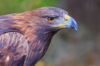 Dişi altın kartal portresi