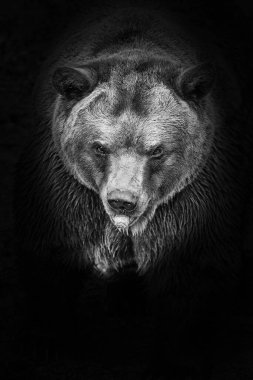 Kahverengi ayı, Ursus arctos, hayvan 