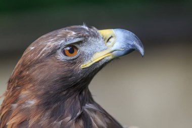 Dişi altın kartal portresi