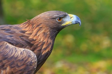 Bulanık arkaplan ile Altın Kartal yakın çekim