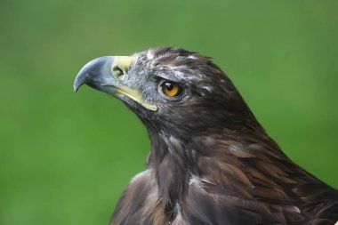 Altın kartal, yakın plan, bulanık arkaplan.