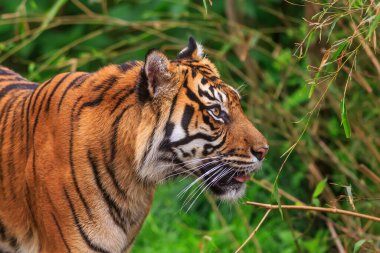 Hayvanat bahçesindeki Sumatra kaplanı