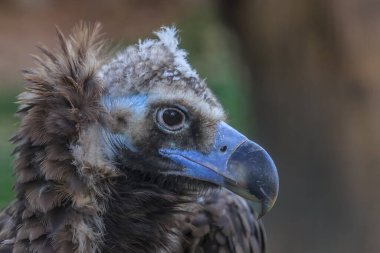 kahverengi akbaba yakın çekim