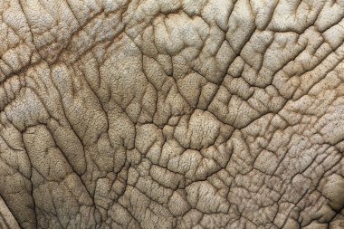 Ulusal Park Yala Sri Lanka, Asya fili (Elephas maximus)