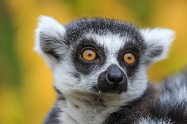 Vahşi doğada lemur portresi