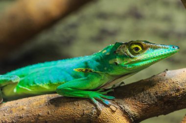 Hayvanat bahçesindeki kertenkele, yakın plan.