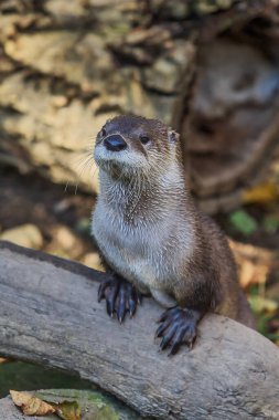 Gündüz vakti hayvanat bahçesinde ıslak su samuru 