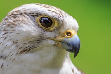 Melez Saker Falcon ve Gyrfalcon portresi
