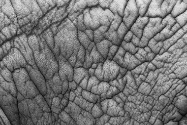 Ulusal Park Yala Sri Lanka, Asya fili (Elephas maximus)