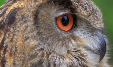 Eurasian eagle-owl portrait, daytime shot at wild nature 