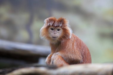 Javan lutung portresi, bulanık arkaplan 