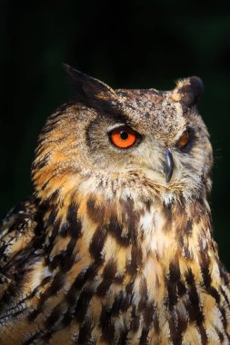 Avrasya kartalı-baykuş portresi, vahşi doğaya gündüz fotoğrafı. 